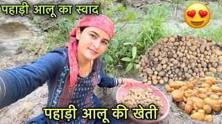 पहाड़ी आलू की खेती 🥔🥔 || पहाड़ी आलू कैसे निकालते है ? || pahadi lifestyle vlog || Girl from North