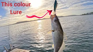 This colour lure goes off! Mulloway, flathead, snapper & crabs (Catch & Cook)