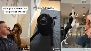Pretend to sneeze and see your dog reaction