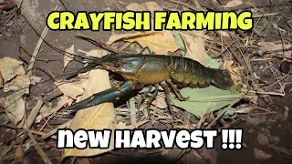 CRAYFISH FARMING| NEW HARVEST ULET!!!