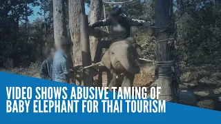 Video shows abusive taming of baby elephant for Thai tourism