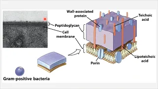 BIO 205 - Chapter 3 - The Cell