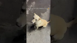 Support Street dogs 🐕 | dogs in street | feed them|love street dogs
