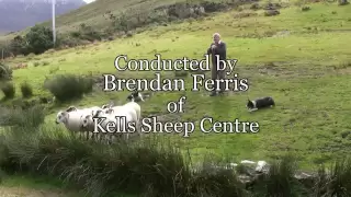 Brilliant Sheep Herding Demonstration Using Border Collies