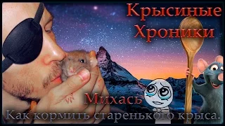 Крысы | Как кормить престарелого крыса. (Fancy rat | Декоративные крысы)