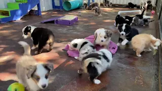 Toy Aussie puppies playing together at Lindsey’s Aussies
