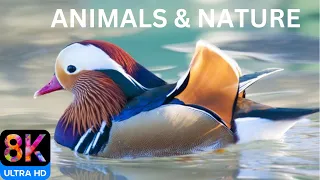 ANIMALS and NATURE 8K ULTRA HD with RELAXING MUSIC