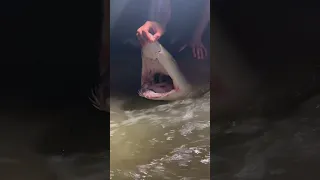 Catch and release sand tiger shark #shorts