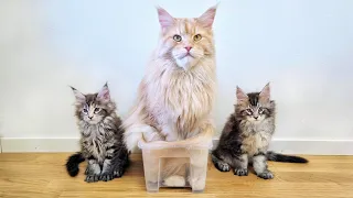 Big Uncle Buster Teaches Kittens How to Properly Use a Box!