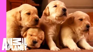 Growing Up Golden: Golden Retriever Puppies | Too Cute!