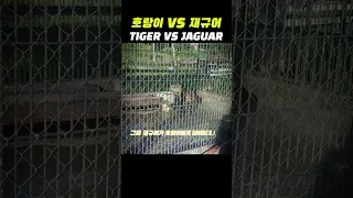 호랑이 VS 재규어 싸움 ㄷㄷ