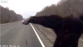 Car vs Bear [Dash Cam]