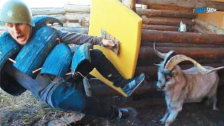 RAMS AND GOATS ARE ATTACKING! JOKES WITH SHEEP FUNNY GOATS #2