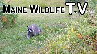 Cute Twin Fawns | Coyotes | Turkey Polts | Raccoon | Bobcat | Trail Cam | Maine Wildlife Trail Video