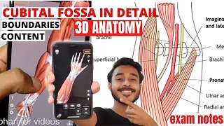 Cubital fossa anatomy boundary and content | Cubital fossa 3d anatomy