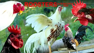 THE BIG ROOSTERS CROWING COMPILATION with Ayam Serama, Bantam, Cemani, Polish and Yokohama chicken