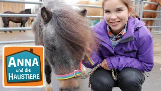 Pony | Information für Kinder | Anna und die Haustiere