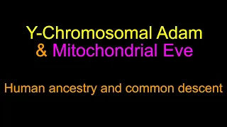 Y-Chromosomal Adam & Mitochondrial Eve - human ancestry