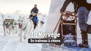 La Norvège en traineau à chiens - Allibert Trekking