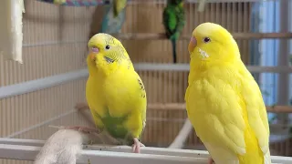 12 Hr Happy Singing & Eating Parakeet Budgies Birds, Reduce Stress of Lonely Quiet Birds