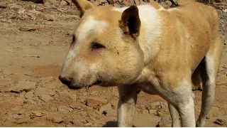 Street dog suffering from huge abscess saved!