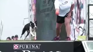 Diving Dog 1st Place - Incredible Dog Challenge 2015 Huntington Beach, CA