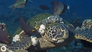 Sea Turtles Get Herpes, Too