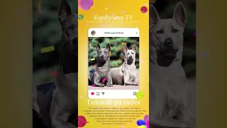 Тайский риджбек.  Породы собак для детей с названием и фото  #shorts #dog #funnyvideo #собака