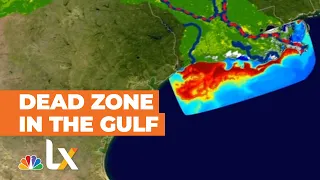 Shrinking the Gulf of Mexico's Massive 'Dead Zone'  | NBCLX