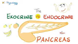 Pancreatic Enzymes & Hormones | (Exocrine vs  Endocrine) | Gastrointestinal (GI) Physiology Lectures