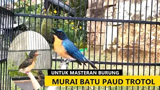 Suara Burung Tledekan Gunung GACOR Buat Masteran Murai Batu TROTOL Belajar Bunyi Supaya NGEROLL Lot