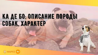 Ка де бо: описание породы собак, характер