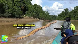 Saksi Hidup Warga Yang Melihat Ular Raksasa Melintas di Sungai Landak Kalimantan Barat !! Ular NABAU