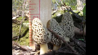 How do I find Morel Mushrooms? - Morel Truths: Episode 4