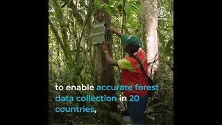 Innovating tradition to protect ancient forests in Papua New Guinea