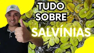 🍀 [ TUDO SOBRE] SALVÍNIA , a planta aquática que alimenta peixes.