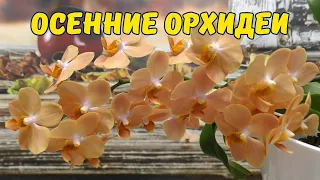 Осенние орхидеи🍂Обзор цветения орхидей