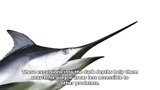 The Swordfish | Top 10 beautiful facts
