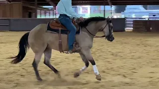 Fast Cars N Freedom - lot 89 OCALA horse sale 4/20/24