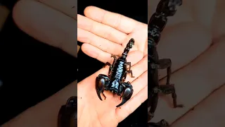 Unboxing HUGE Scorpion!!!