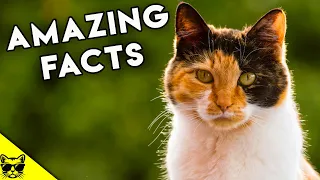 Amazing Facts About Calico Cats and Tortoiseshell Cats