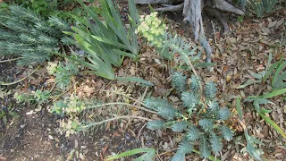 Gopher Plant aka Silver Spurge aka Euphorbia Rigida