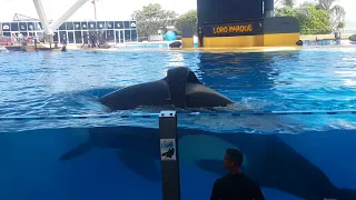 Loro Parque orcas show 2018 #1