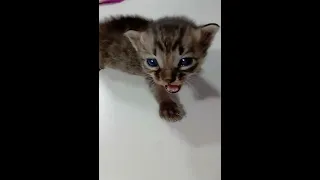 Cute kitten crying 😭😭😭# shorts