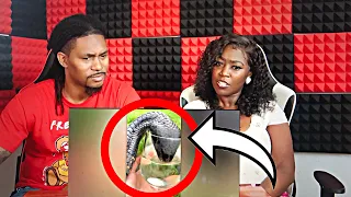 35 Very Scary Animal Encounters You Need To See!!! (Reaction)