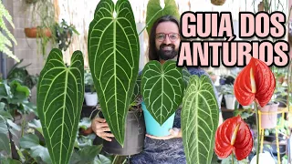 ANTÚRIO - Descubra como cuidar das plantas Anthurium