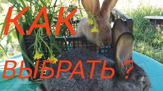 КАК выбрать кролика при ПОКУПКЕ.Как выглядит ЗДОРОВЫЙ кролик.Покупка кролика- на что смотреть.