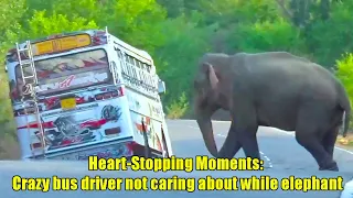 Heart-Stopping Moments: Crazy bus driver not caring about while elephant #elephantattack #elephant