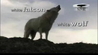 Winter Returns- White Falcon White Wolf