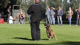 KNPV Keuring Hattemerbroek 20  - 09  - 2020 Schijnaanval